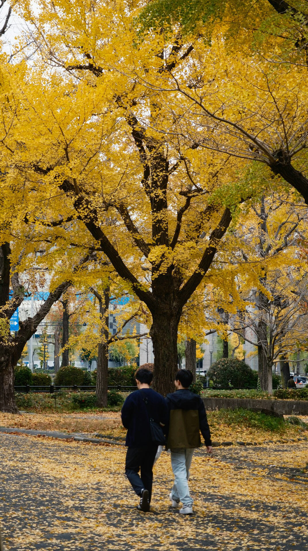 couple walking in park